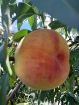 팜모닝 복숭아·영농일지 게시글 이미지