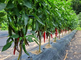 정금석님의 고추 · 영농일지 작성글 사진