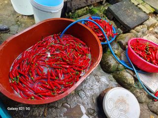 정금석님의 고추 · 영농일지 작성글 사진