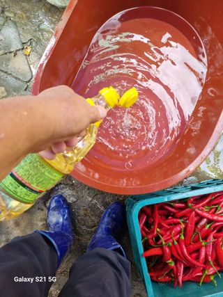 정금석님의 고추 · 영농일지 작성글 사진