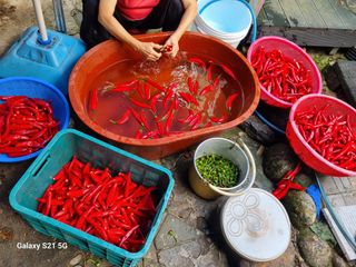 정금석님의 고추 · 영농일지 작성글 사진
