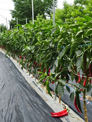 용골대장님의 자유주제 · 자유게시판 작성글 사진