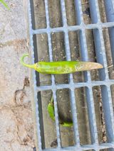 팜모닝 고추·병해충상담 게시글 이미지