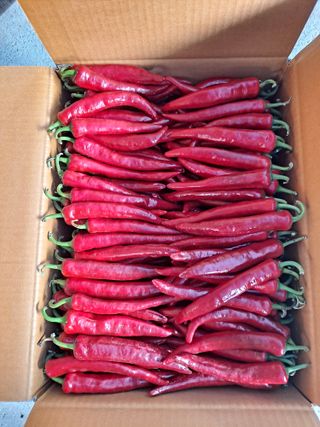 날마다청춘님의 고추 · 영농일지 작성글 사진