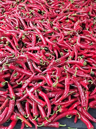 날마다청춘님의 고추 · 영농일지 작성글 사진