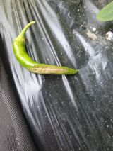 팜모닝 고추·병해충상담 게시글 이미지