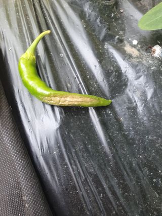 죽장인님의 고추 · 병해충상담 작성글 사진