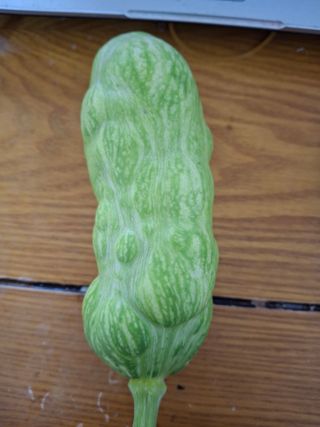 최훈조님의 호박 · 병해충상담 작성글 사진