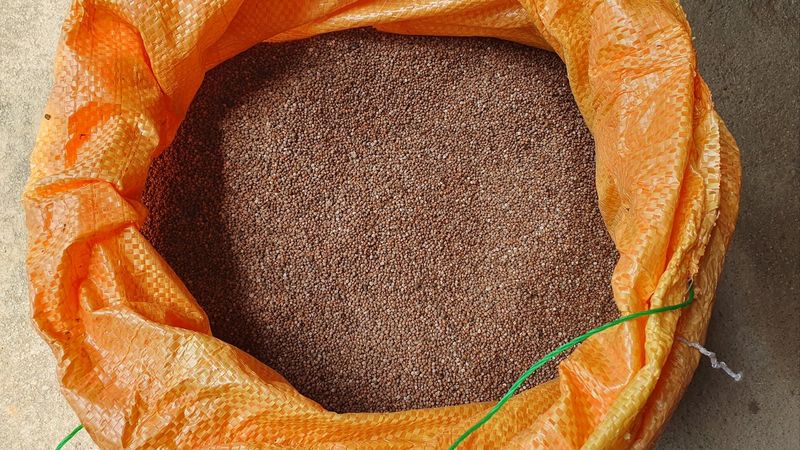 장터 상품 [농사지은 들깨 10Kg] 썸네일