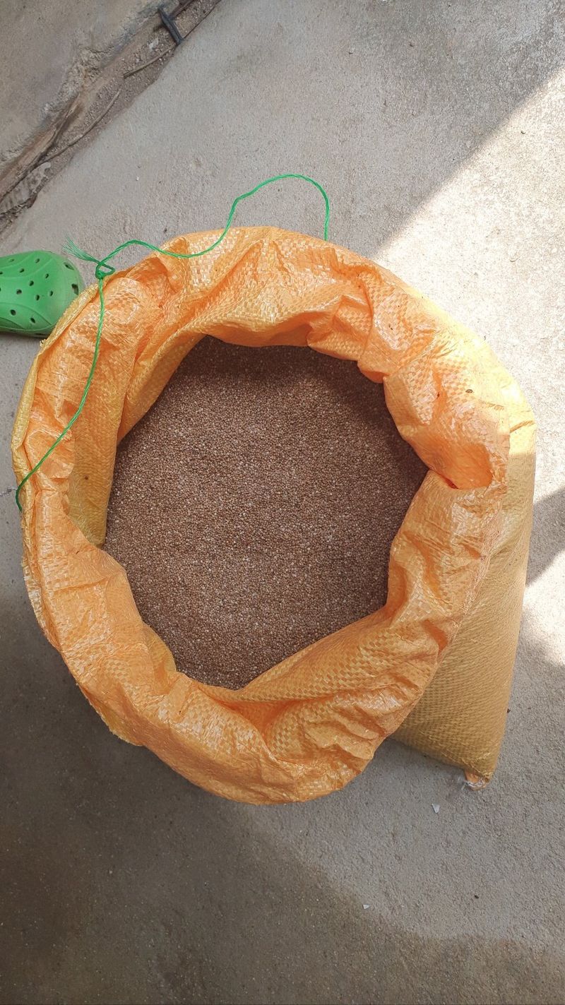 김진엽님의 장터 판매 상품 [농사지은 들깨 10Kg] 첨부 사진