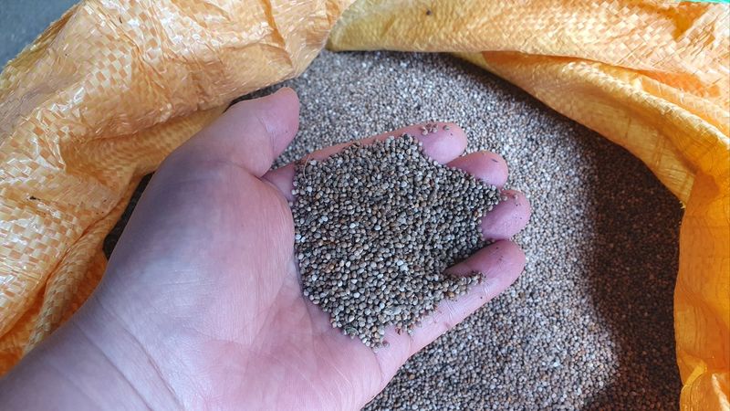 김진엽님의 장터 판매 상품 [농사지은 들깨 10Kg] 첨부 사진