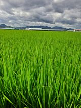 팜모닝 벼·영농일지 게시글 이미지