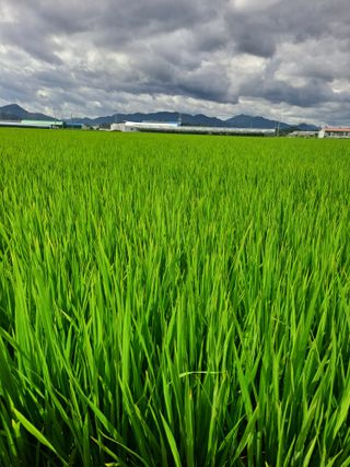 김영호님의 벼 · 영농일지 작성글 사진