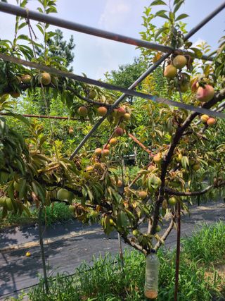 만청님의 자두 · 병해충상담 작성글 사진