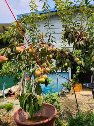 만청님의 자두 · 병해충상담 작성글 사진