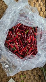 팜모닝 고추·영농일지 게시글 이미지