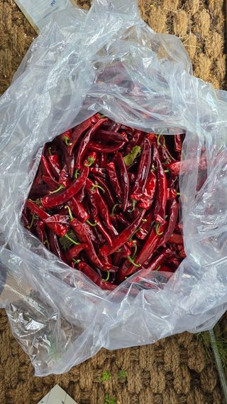 이종애님의 고추 · 영농일지 작성글 사진