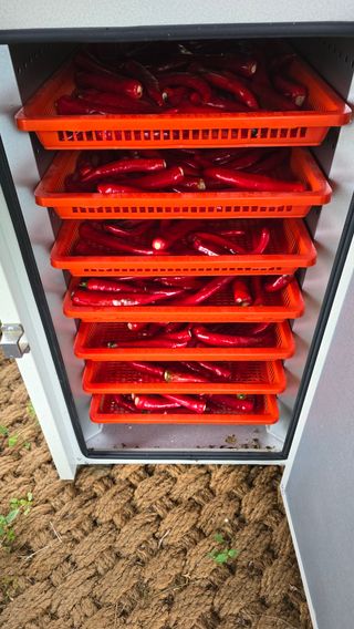 이종애님의 고추 · 영농일지 작성글 사진