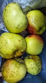 팜모닝 사과·영농일지 게시글 이미지