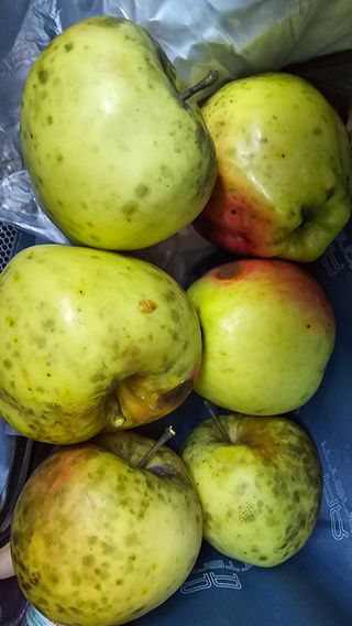 이종애님의 사과 · 영농일지 작성글 사진