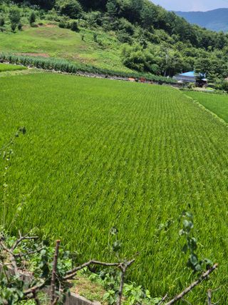 김연숙님의 벼 · 영농일지 작성글 사진