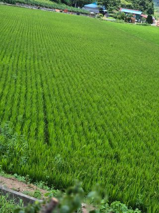 김연숙님의 벼 · 영농일지 작성글 사진