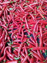 팜모닝 고추·영농일지 게시글 이미지