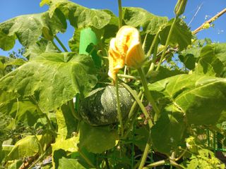 고랑이랑 임수연님의 호박 · 영농일지 작성글 사진