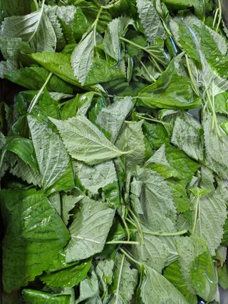 사과는애플님의 자유주제 · 자유게시판 작성글 사진