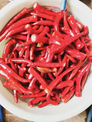 수북산농원님의 고추 · 영농일지 작성글 사진