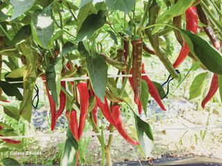 수북산농원님의 고추 · 영농일지 작성글 사진