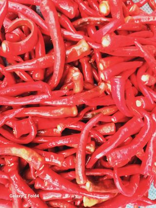 수북산농원님의 고추 · 영농일지 작성글 사진