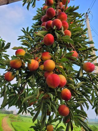 우경농원님의 자두 · 영농일지 작성글 사진