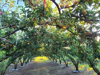 우경농원님의 자두 · 영농일지 작성글 사진