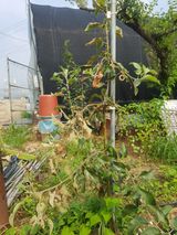 팜모닝 사과·병해충상담 게시글 이미지