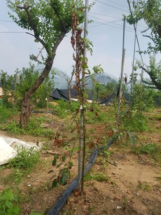 개농소농님의 사과 · 병해충상담 작성글 사진
