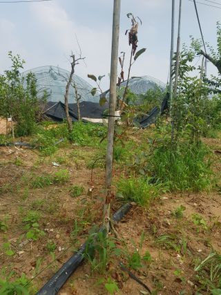 개농소농님의 사과 · 병해충상담 작성글 사진