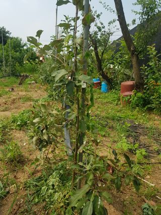 개농소농님의 사과 · 병해충상담 작성글 사진