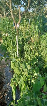 팜모닝 고추·병해충상담 게시글 이미지