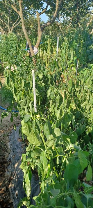 바람이부는대로님의 고추 · 병해충상담 작성글 사진