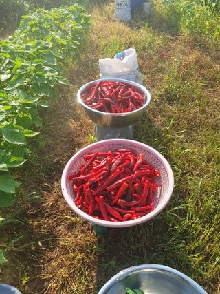 주옥님의 자유주제 · 자유게시판 작성글 사진