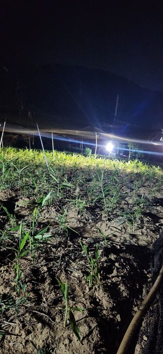 최군환님의 기타작물 · 영농일지 작성글 사진