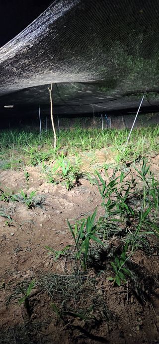 최군환님의 기타작물 · 영농일지 작성글 사진