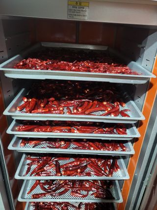 김성제님의 고추 · 영농일지 작성글 사진