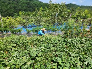 김영옥님의 기타작물 · 영농일지 작성글 사진
