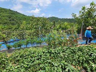 김영옥님의 기타작물 · 영농일지 작성글 사진