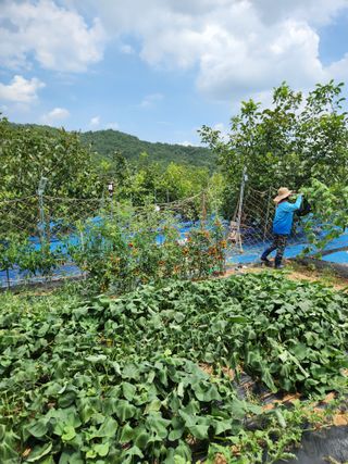 김영옥님의 기타작물 · 영농일지 작성글 사진