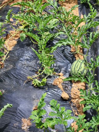 김영옥님의 기타작물 · 영농일지 작성글 사진