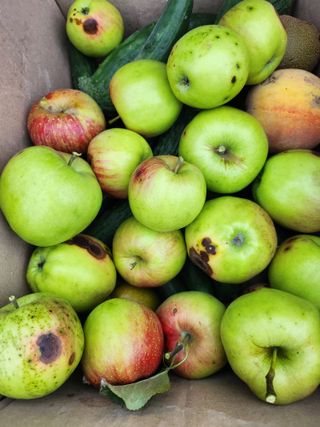 서득원님의 고추 · 영농일지 작성글 사진