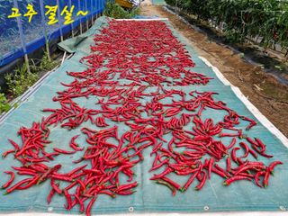 강재구님의 고추 · 영농일지 작성글 사진